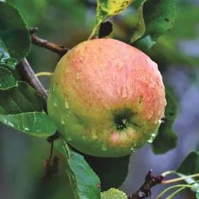 Irish Peach Apple (Malus domestica Irish Peach) 1